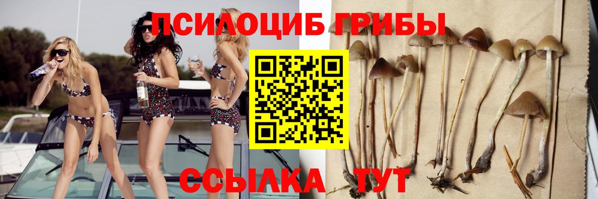 где купить наркотик  Галлюциногенные грибы Cubensis  Вход с VPN  Кингисепп 